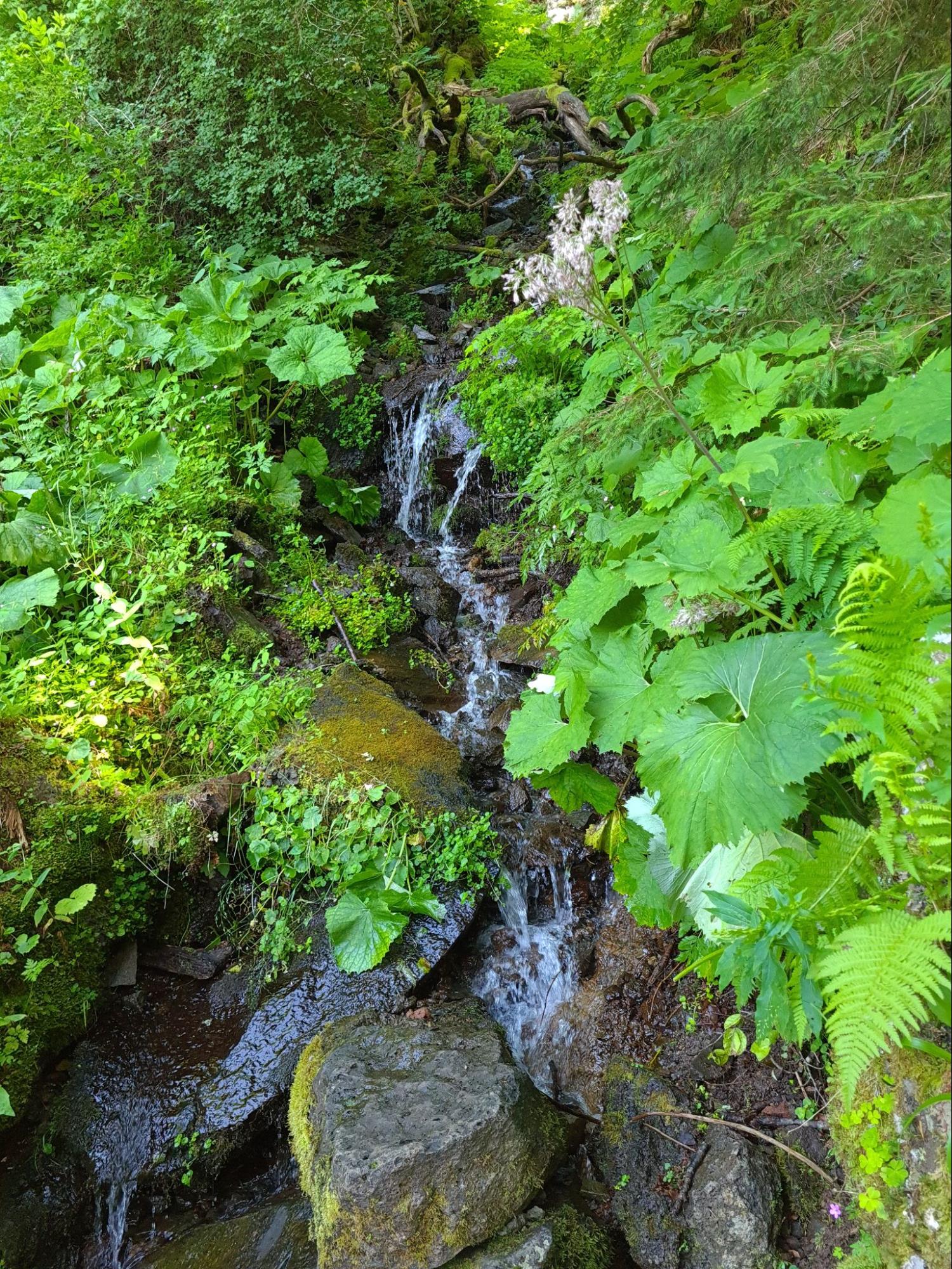 Environnement vegetal
